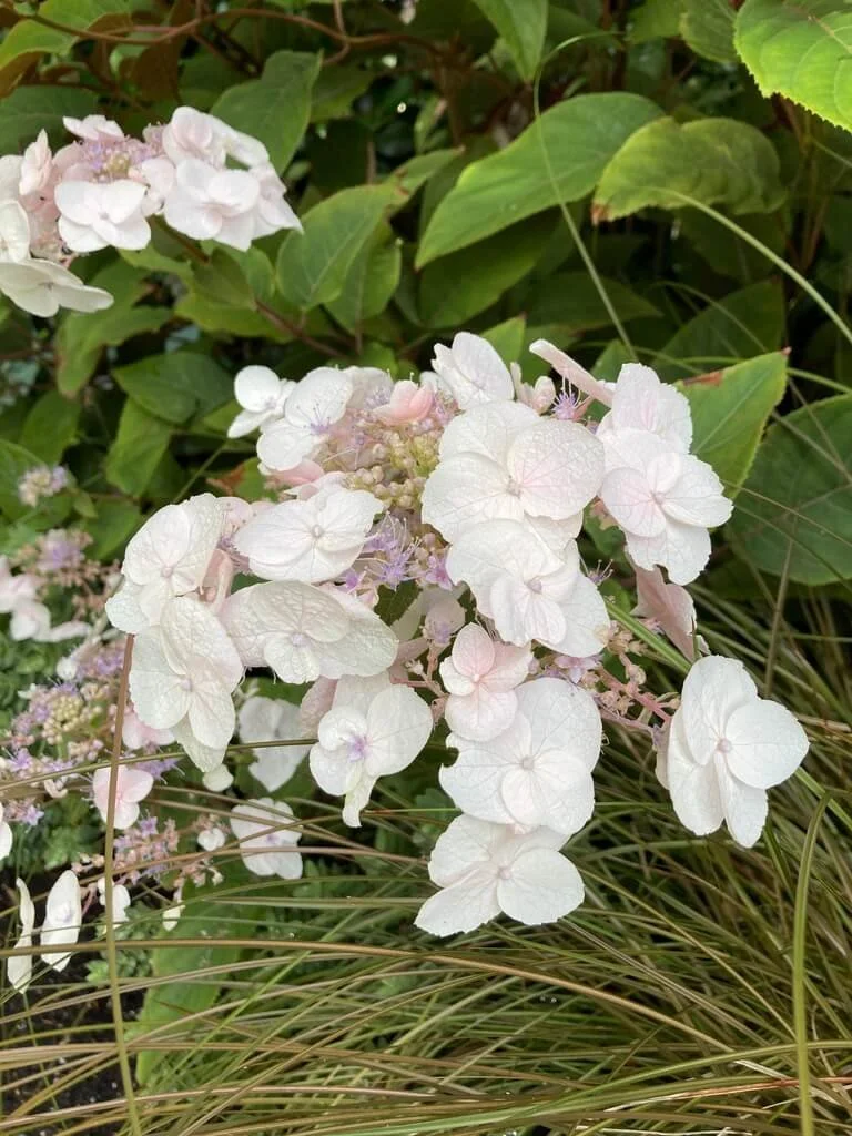 Hydrangea aspera 'Monpulsel' (Plum Passion Improved Hydrangea